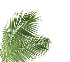 概念夏天与来自热带的绿色棕榈叶。叶状花叶枝树，在白色图案的背景上被隔离。平面，顶部视图.