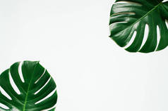 两个绿色龟背竹热带叶子框架在白色背景。用于复制、文本、字体的空白空间.