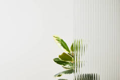 在簧片玻璃后面的白色背景上浅绿色叶子的植物
