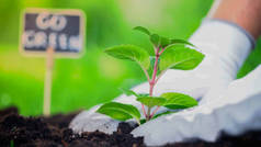 Close up view of gardener planting plant in soil in blurred garden