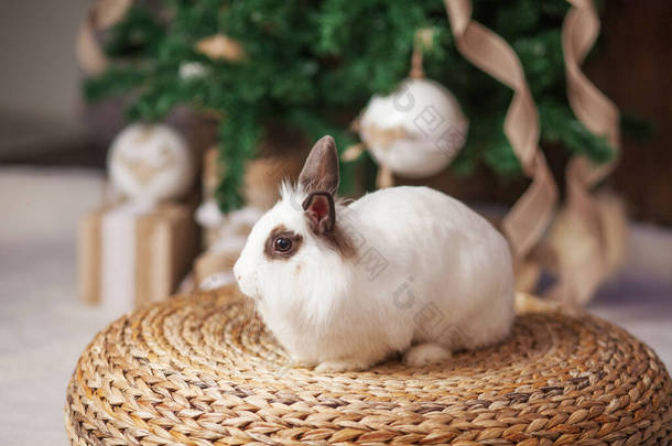 可爱的白兔,兔子背景的节日装饰冷杉树.寒假快乐的概念