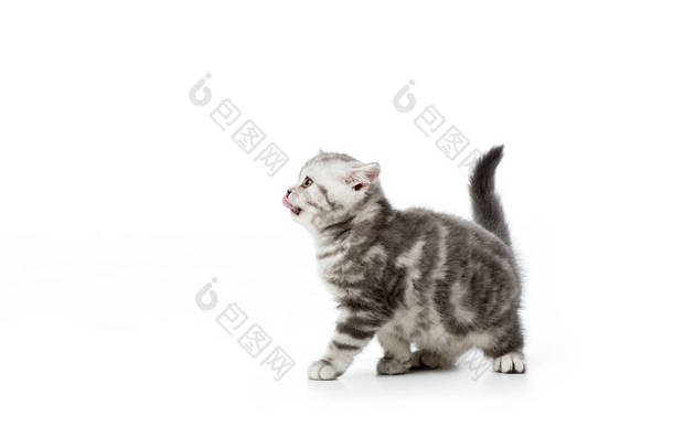 可爱的小猫舌外看着远离孤立的白色