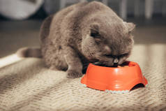 苏格兰折叠猫吃红碗