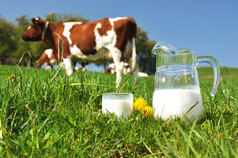 jug 打击群奶牛的牛奶。爱蒙塔尔地区瑞士