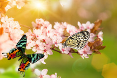 春暖花开与蝴蝶.
