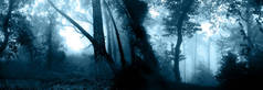 横向横幅与夜间自然景观。在雾蒙蒙的森林里,神秘的风景与树木和灌木丛交织在一起.图为蓝色调色调