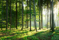 美丽的早晨与阳光在森林里