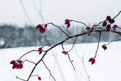 冬季冷冻红莓在干枝上的选择性聚焦