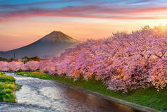 春日日出时分，日本静冈的樱花和富士山.