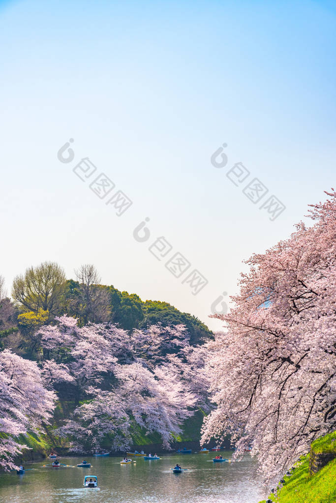 樱花围绕 Chidorigafuchi, 东京, 日本。江户城堡最北的部分现在是公园名 Chidorigafuchi 公园。Chidorigafuchi 公园樱花樱花的人们划船和享受.