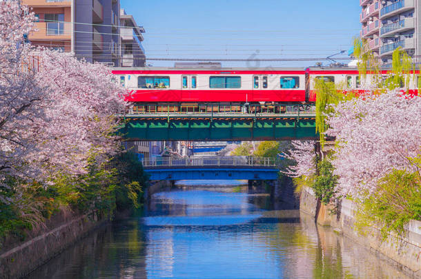 樱桃树盛开的浅麻成衣河与桂欣高速铁路