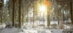 冬季森林中的日落。冬季自然背景.