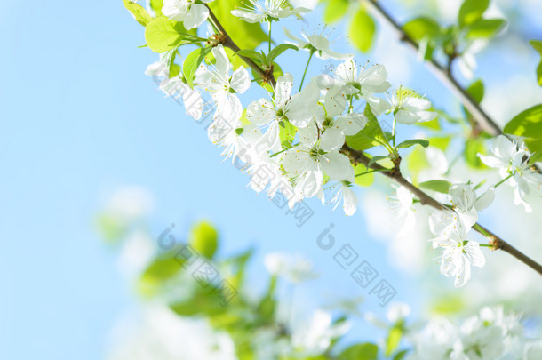 美丽的开花李子树。与盛开的鲜花，在<strong>春日</strong>的背景.