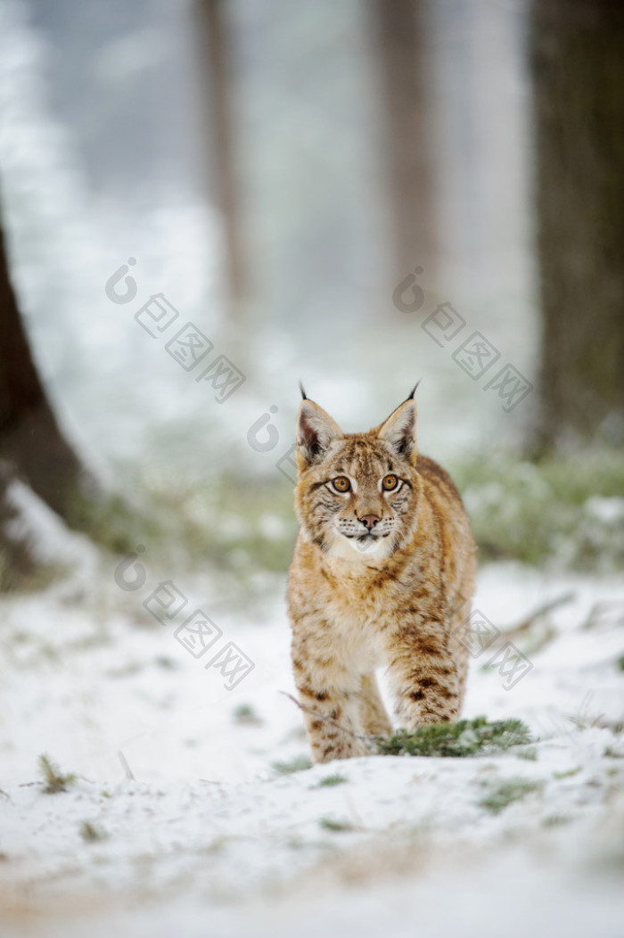 欧亚猞猁幼崽站在冬天彩林与雪图片-包图网企业站