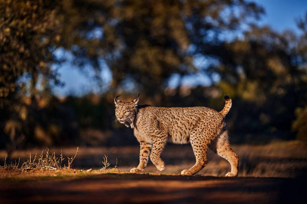 伊比利亚山猫（英语：Iberian lynx, Lynx pardinus）是西班牙西南部伊比利亚半岛特有的一种野猫。罕见的猫在大自然的栖息地散步.犬科猫科<strong>动物</strong>，有<strong>斑点</strong>毛皮外套，晚上。西班牙野生<strong>动物</strong>.