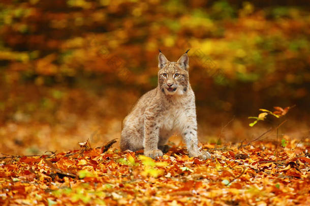 欧亚山<strong>猫</strong>（Lynx lynx），也被称为秋天颜色的欧洲山<strong>猫</strong>或<strong>西伯利亚</strong>山<strong>猫</strong>.