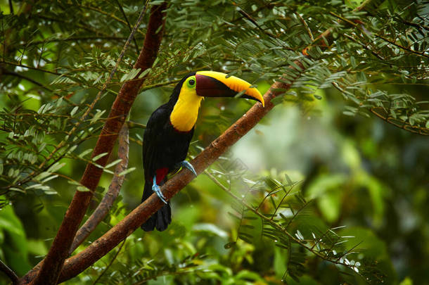 寡妇，森林里的小鸟。在热带雨中，栗子任务的图肯人坐在树枝上，背景是绿色的丛林。大自然的野生动物场景。Swainson's toucan, Raąstos ambiguus swainsonii,哥斯达