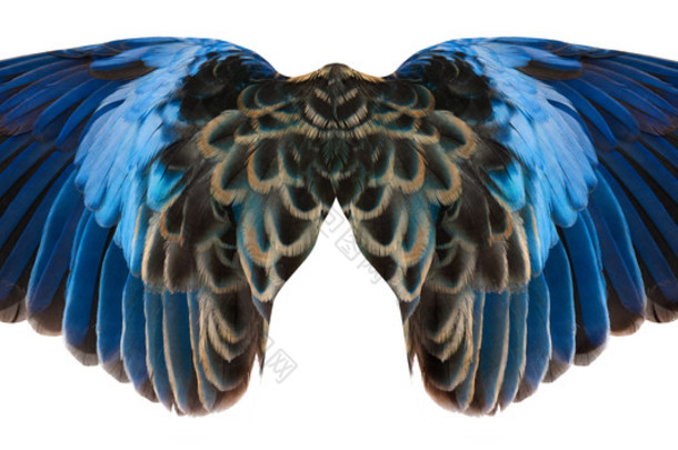 蓝鸟翅膀隔离