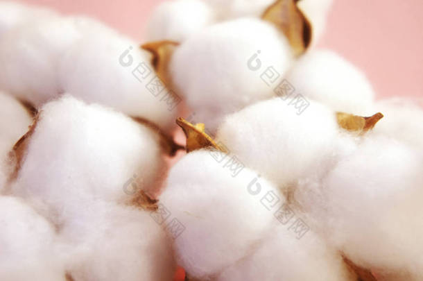 白色棉花的分支。棉枝在粉红色背景精致的白色棉花.