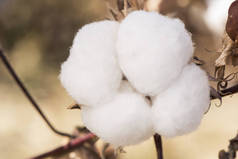 耕地和种植的棉花，在西班牙南部的安达卢西亚，许多棉花都准备在初秋收获