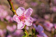 桃树。Orchard 。果树园。粉红花特写。软性选择性重点.