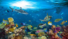 水下天堂背景珊瑚礁野生动物自然拼贴与鲨鱼曼塔射线海龟五颜六色的鱼的背景