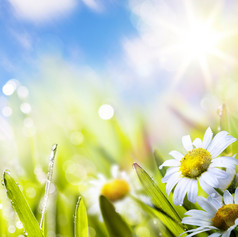 艺术抽象背景 springr 花在草地上太阳的天空
