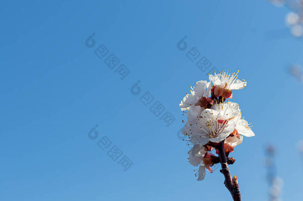 美丽的花的概念春天，大自然。开着花的杏仁的枝条，柔软地集中在柔和的蓝天的背景上。大自然醒来了对于复活节和春季卡片。复制空间.