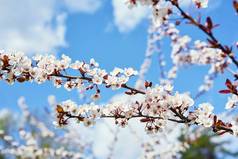 樱花盛开在蓝天春季季节.