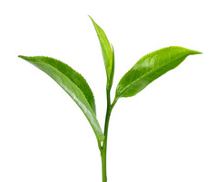 绿茶叶孤立在白色的背景