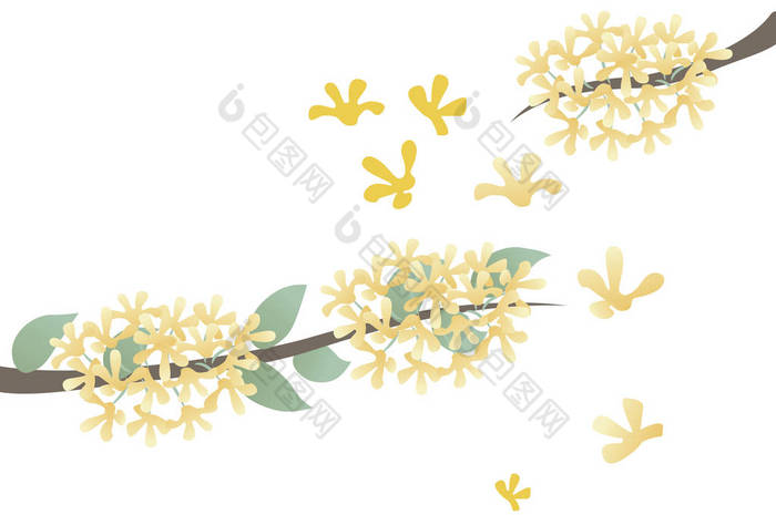 Sweet Osmanthus Flowers, illustration