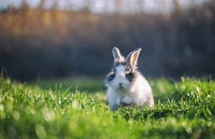春天绿草上的小兔子