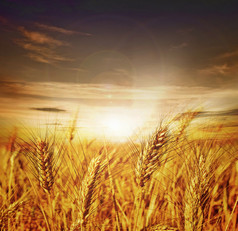 美丽的小麦。日落