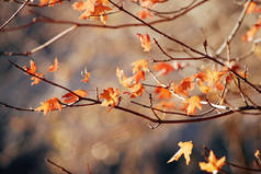 明亮的秋天背景与橙色枫叶在分支
