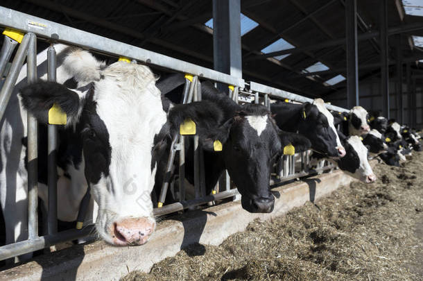 在荷兰农场, 黑白斑点黑白相间的荷斯坦奶牛在半开放的谷仓里觅食
