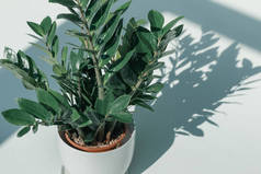 在白色的花瓶的盆栽的植物