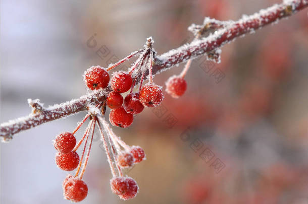 冬季景观。覆盖着霜冻的小装饰苹果。温度降至冰点以下时, 在地面或其他表面形成的白色小冰晶的<strong>沉积</strong>物.