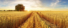 金小麦飞的全景与树在日落，田园乡村
