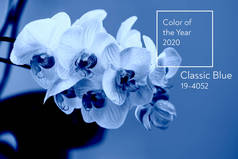 经典蓝色。 2020年的颜色，淡蓝色背景的淡淡的粉色兰花，有露珠