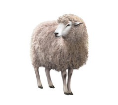 一只羊，视线前面观