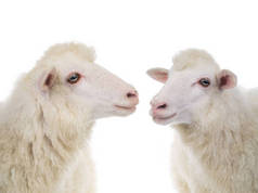 两只肖像羊