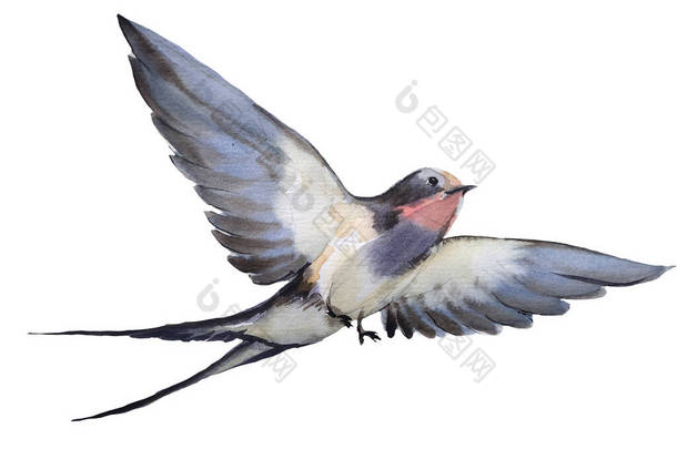 水彩画手绘插图与孤立的飞行燕子.自然设计的动物学特征。用于贺卡、明信片、壁纸、纺织品<strong>模板</strong>的对象。自由和良好的标志<strong>形象</strong>