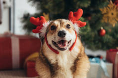 可爱的威尔士科吉狗在鹿角在圣诞节