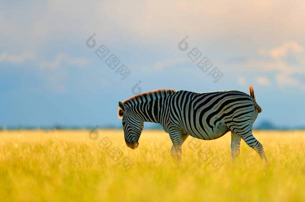 日落时在绿色草地上的<strong>野生动物</strong>。<strong>野生动物</strong>的自然, 美丽的晚霞。蓝色风暴天空的斑马。burchell 的斑马, equus quagga burchellii, nxai pan 国家公园, 博茨瓦纳, 