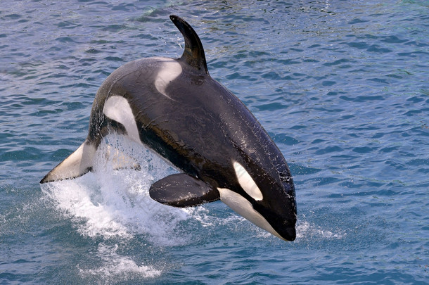 跳跃的水虎鲸