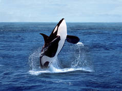 Orque Epaulard orcinus orca