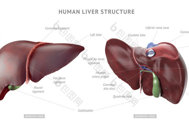 人体肝脏解剖