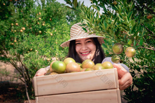 有吸引力的农民妇女的肖像是收获<strong>橙子</strong>与她的篮子在有机农场，快乐的女孩在幸福的情感，而收获<strong>橙子</strong>在花园，农业和种植园的概念.