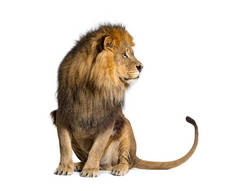 Lion pulling a face and looking at the camera, isolated on white