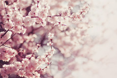 春天的樱花，粉色的花.